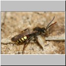 Nomada leucophthalma - Wespenbiene m01b.jpg